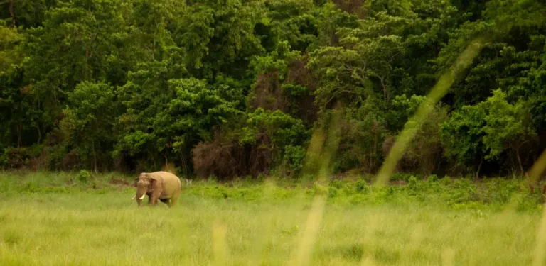 Chitwan National Park