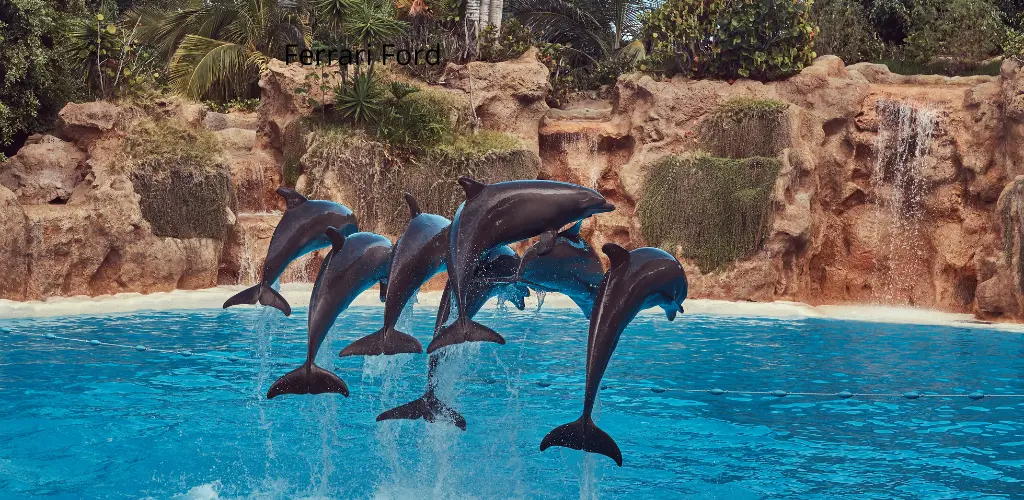 Dolphin Show