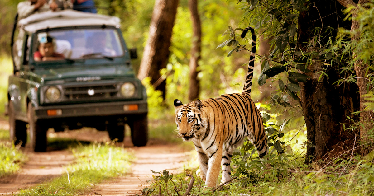 Chitwan Jungle